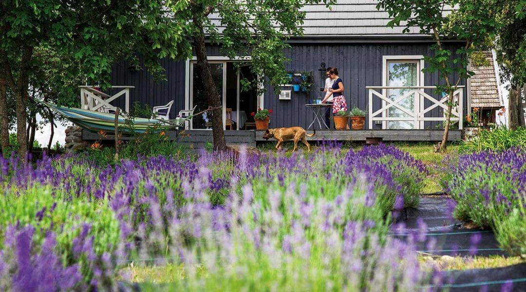 Plantacja lawendy Dworzysk na Podlasiu