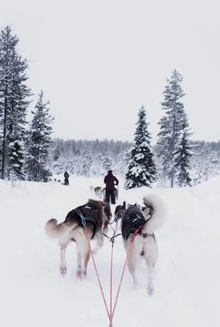 psie zaprzęgi finlandia