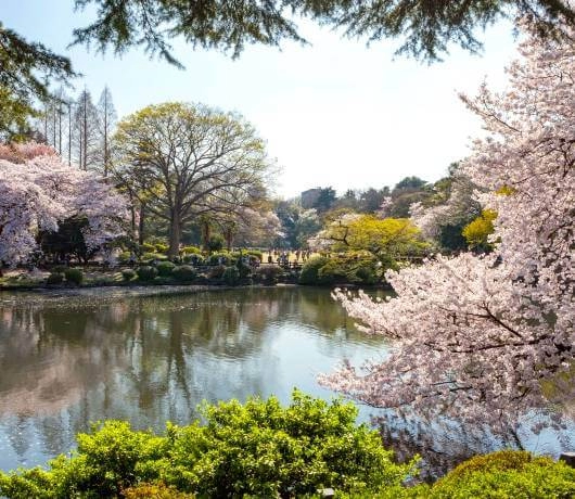 Skrzyżowanie w Tokio i tokijski Park Narodowy Shinjuku Gyoen